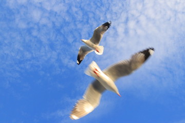 selective focus sea gulls flying in the sky