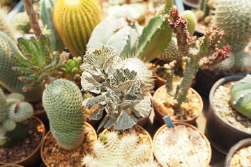 cactus in the garden