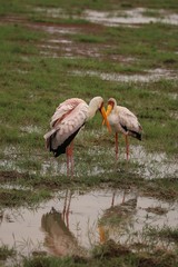 Two yellow-billed storks look at each other