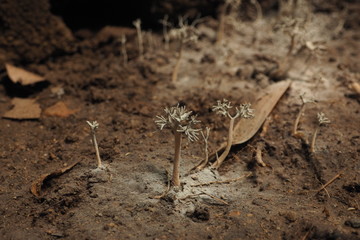 fungus
