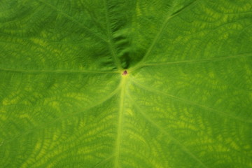 leaf