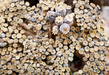 Bunch of dry poppy heads close up top view. Natural background texture.