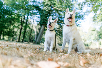 Weißer Schäferhund und Welpe