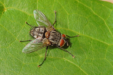 Phryxe vulgaris Raupenfliege 16.06.2017 DE, RLP, Mosel, Piesport