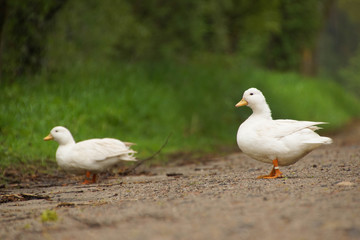 little ducks walking down the road