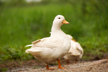 little ducks walking down the road