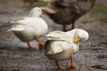 little ducks walking down the road