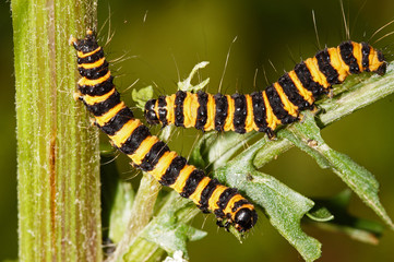 Tyria jacobaeae (LINNAEUS, 1758) Jakobskrautbär , Raupen 03.07.2017 DE, NRW, Leverkusen