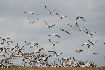 Kraniche auf einem Feld  im Abflug 2