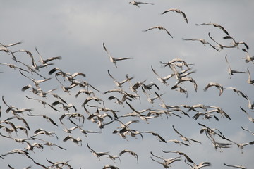 Kraniche im Flug 2
