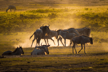Gnu Herde im Amboseli Nationalpark Kenia Afrika