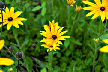 Black-eyed susan in Korea