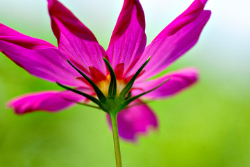 Close-up of pink cosmos in Japan