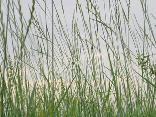 Obraz premium cloudy evening sky through young green thin blades of grass, on which sit different insects