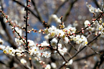 Plum flower in Japan