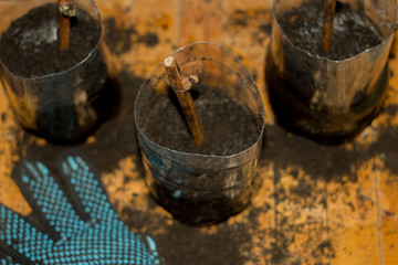 Spring planting of seedlings of grapes in pots with the ground