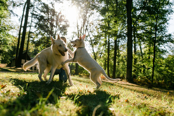 Weißer Schäferhund und Welpe