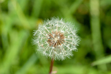 Fluff of dandelion in Japan