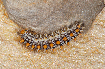 Melitaea didyma (ESPER, 1778) Roter Scheckenfalter , Raupe 23.06.2017 DE, RLP, Mosel, Valwig