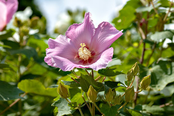 Hibiscus in Japan
