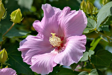 Obraz premium Hibiscus in Japan