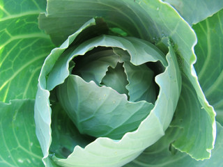 natural fresh white cabbage in the garden close-up