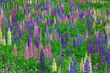 Lupine