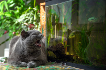 Cute british shorthair Cat looks at aquarium