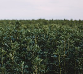 Green field of rural beans. Square photo