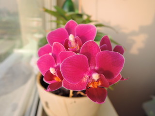 Beautiful bunch of purple pink mini orchid