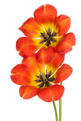 tulip flowers isolated