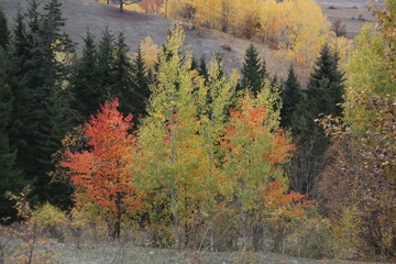 Autumn forest and village photos.savsat/artvin /turkey 