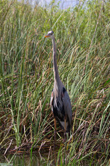 Great gray heron