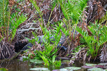 Everglades