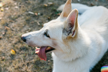 Weißer Schäferhund und Welpe