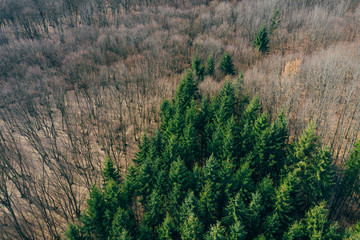 Forest view from above