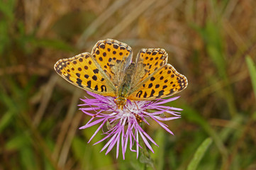 Issoria lathonia (LINNAEUS, 1758) Kleiner Perlmuttfalter 23.06.2017 DE, RLP, Eifel, Strohn