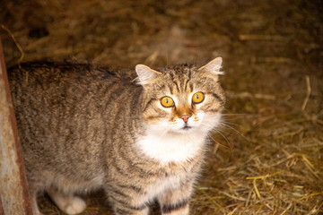frightened tiger cat looks directly into the camera