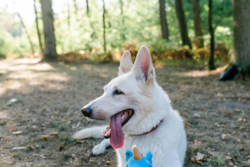 Obraz premium Weißer Schäferhund und Welpe