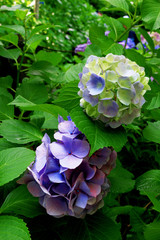 Obraz premium Quiet garden where hydrangea blooms