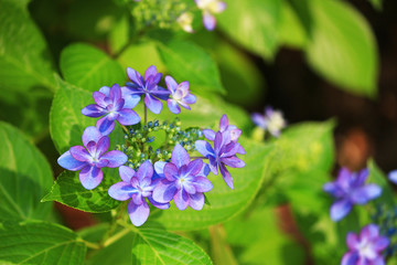 Quiet garden where hydrangea blooms