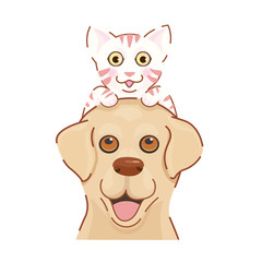 Adorable labrador retriever dog carry cute kitten on head. Lovely animal friendship.