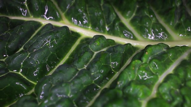 Kale cole leaf closeup texture video on rolling rotating looping plate