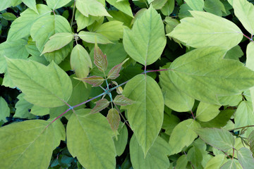 Young fresh green spring leaves for background and design.