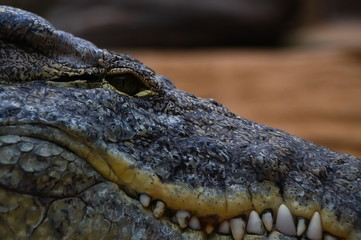 Portrait eines Krokodil