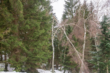 fallen trees in the Byrische forest in winter after a winter storm