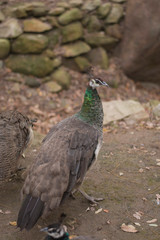 peacock in the park