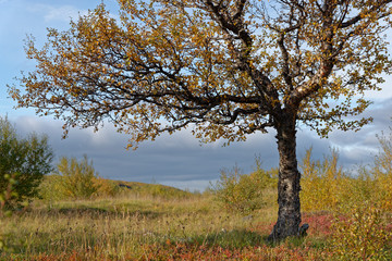 Herbst am Hraunafossar, Island