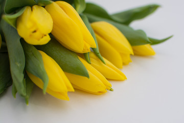 Bouquet of yellow tulips on a white background