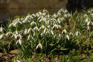 Fototapeta premium der Frühling ist da und auch viele Schneeglöckchen